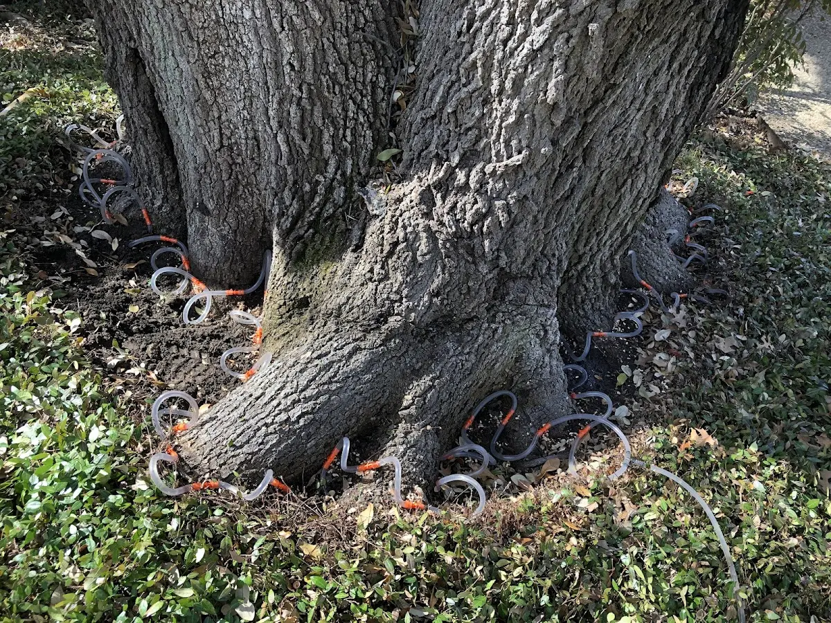 Detailed Tree Cabling and Bracing job site in Pawnee