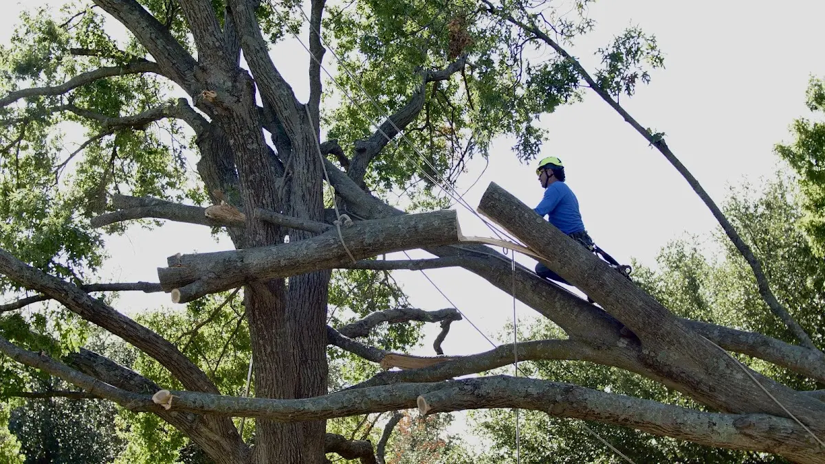 Professional Crown Thinning performed by certified arborists in Pawnee