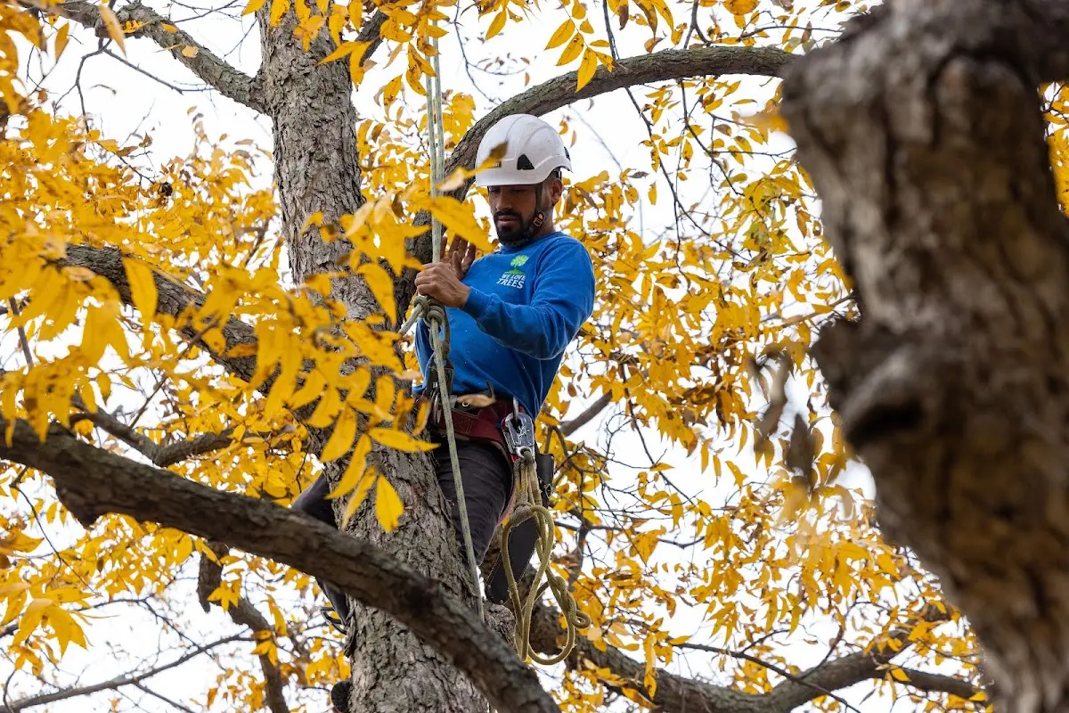 Skilled Tree Planing crew working in Pawnee